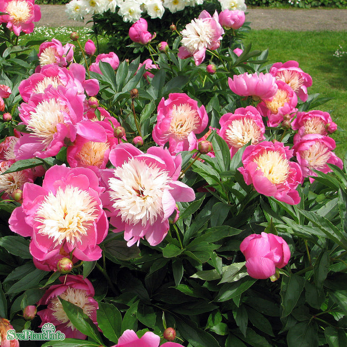 Paeonia lactiflora 'Bowl of Beauty' A-kval C4