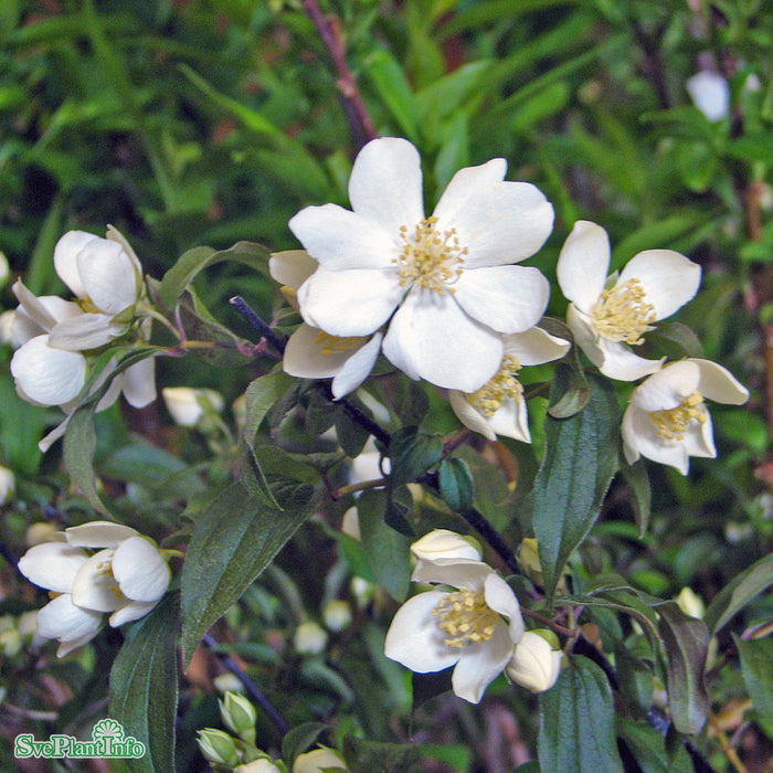 Philadelphus lewisii 'Waterton' C3,5