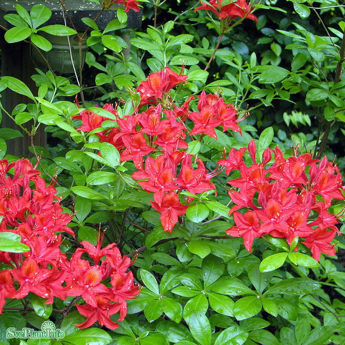 Rhododendron (Knap Hill) 'Satan' Busk C5 40-50cm