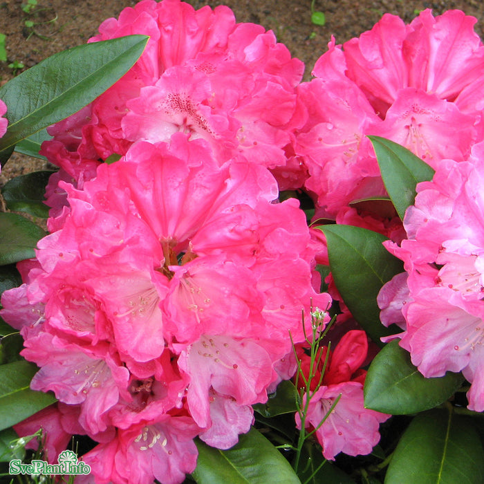 Rhododendron (Yakush.) 'Morgenrot' C4,5 25-30cm