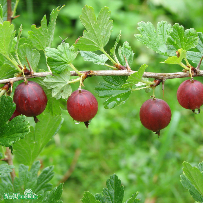 Ribes (Grossularia) 'Hinnonmäki Röd' Busk C3,4