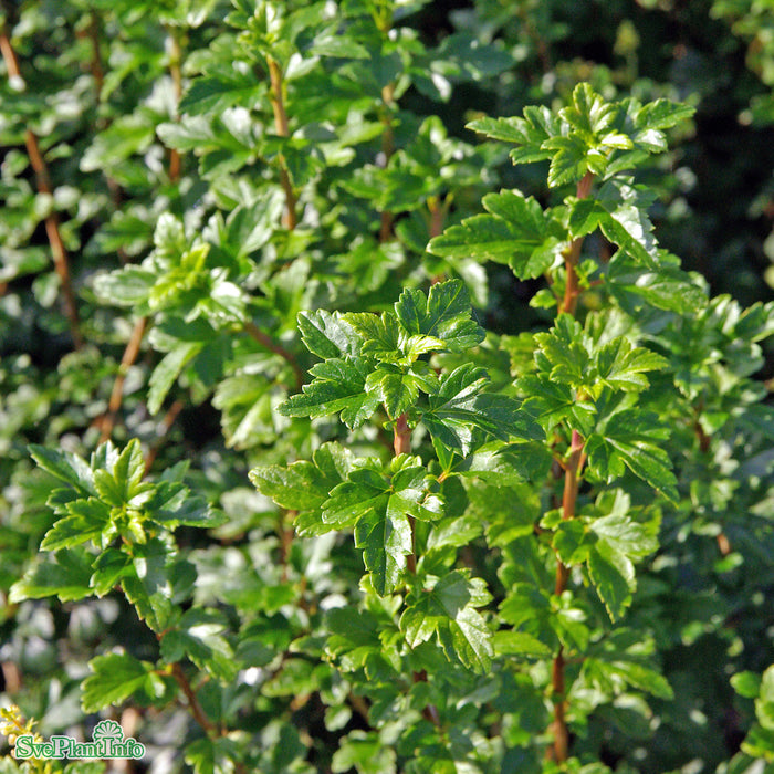 Ribes alpinum 'Schmidt' Busk C3 40-60cm
