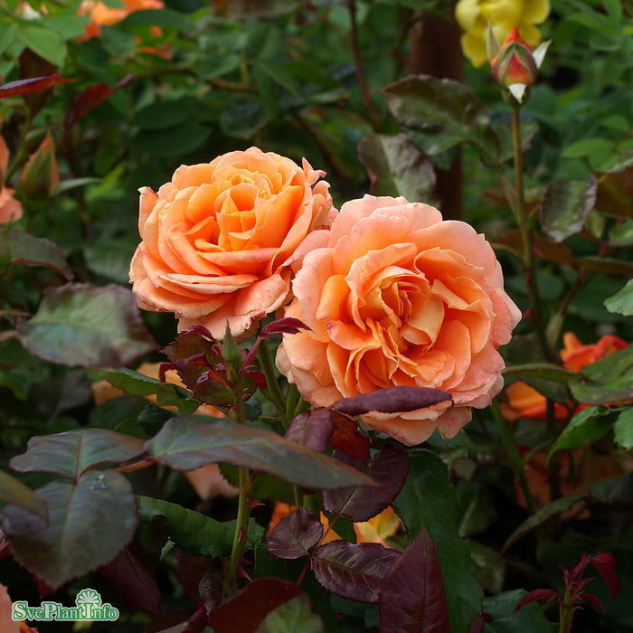 Rosa 'Flora Danica' A kval C4