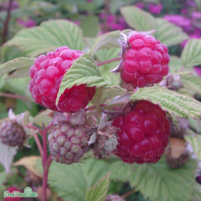Rubus (Hallon) 'Mormorshallon' A-kval C2