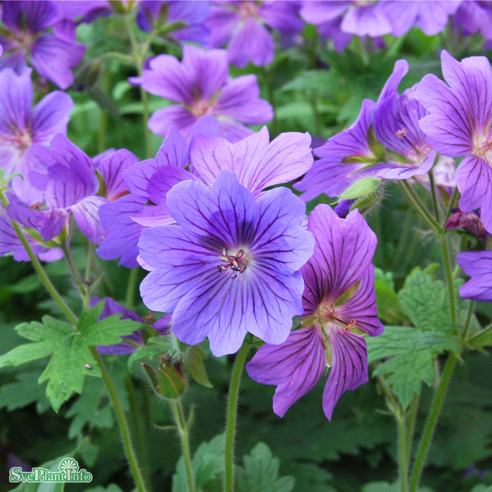 Geranium magnificum 'Rosemoor' A-kval