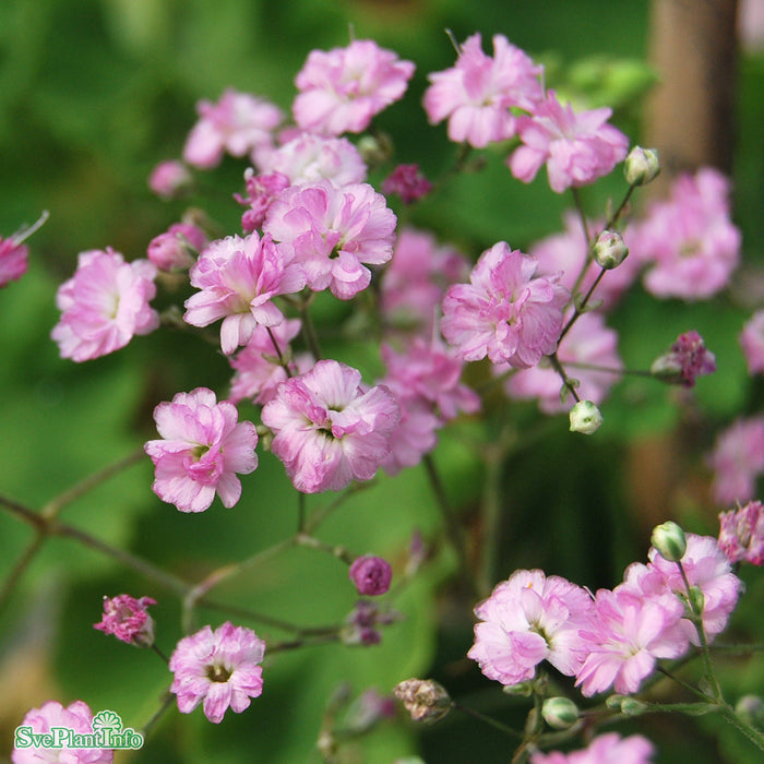Gypsophila paniculata 'Flamingo' A-kval C3