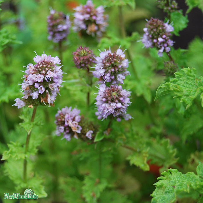 Mentha spicata 'Crispa' A-kval