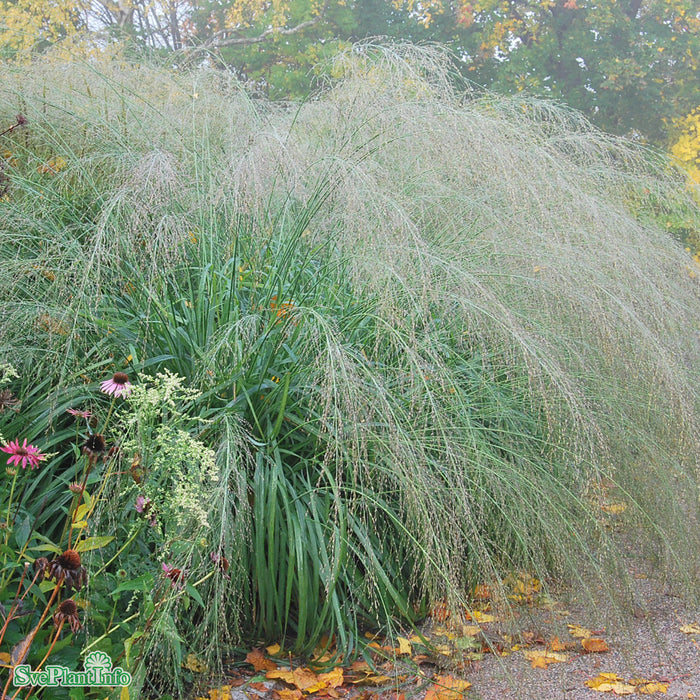 Molinia caerulea ssp arundinacea 'Transparent' A-kval C2