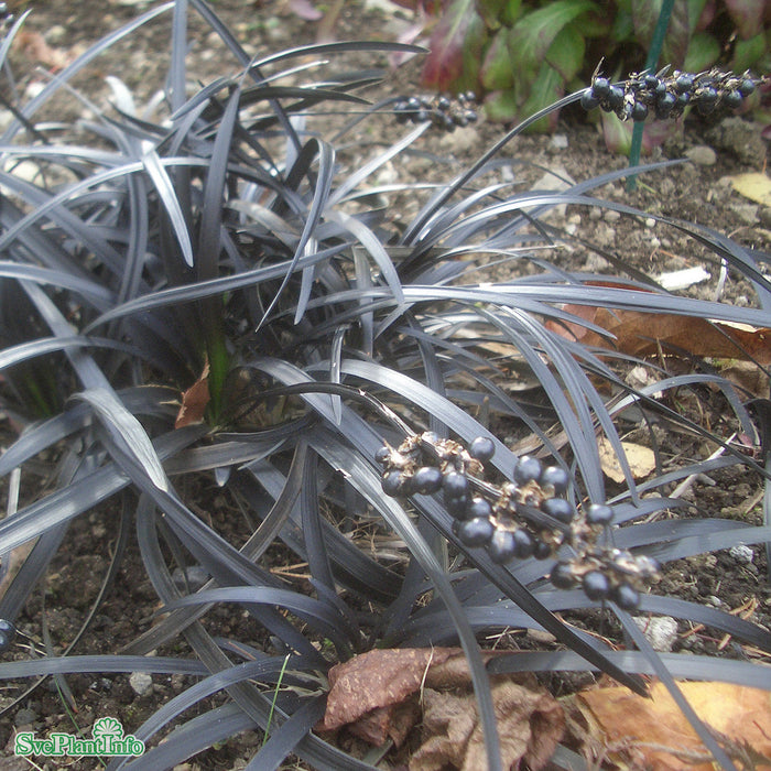 Ophiopogon planiscapus 'Nigrescens' A-kval