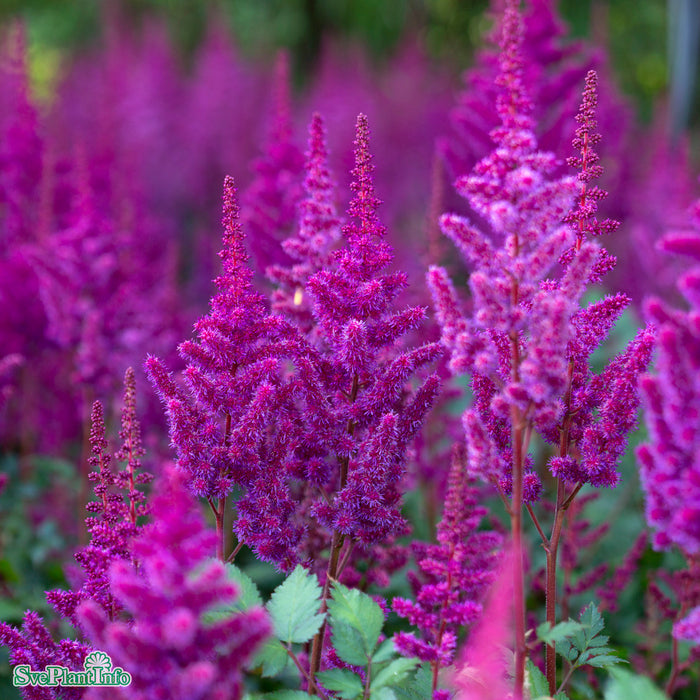 Astilbe chinensis 'Vision In Red' A-kval