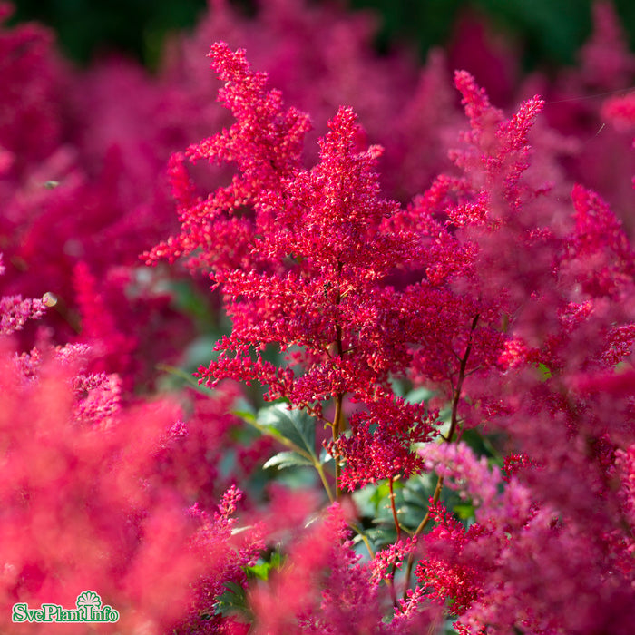 Astilbe japonica 'Red Sentinel' A-kval