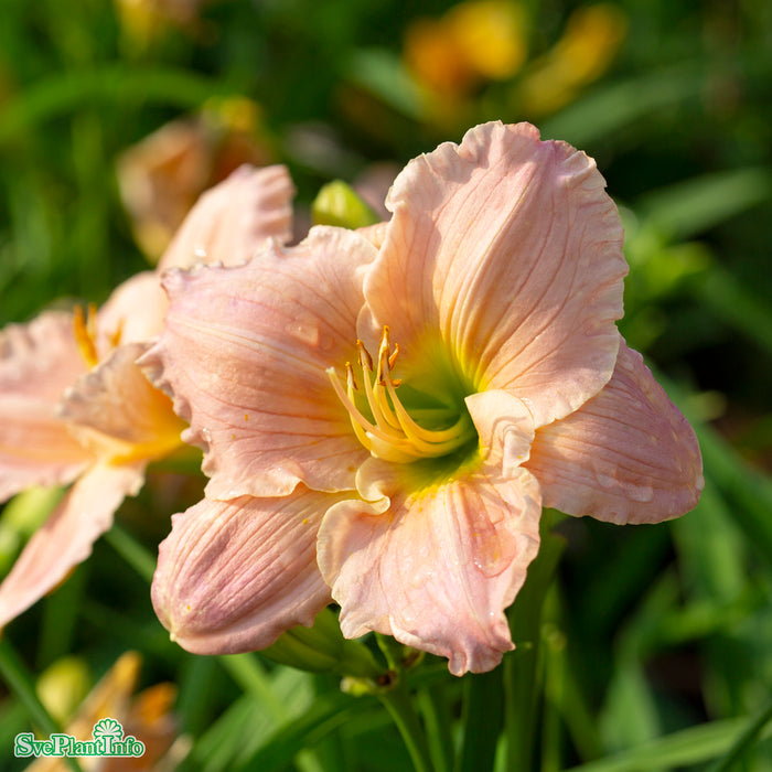 Hemerocallis 'Barbara Mitchell' A-kval