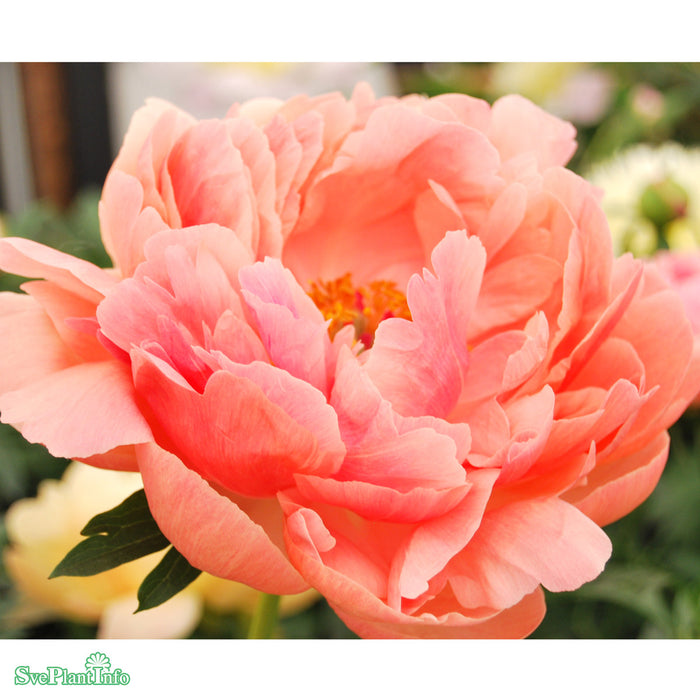 Paeonia lactiflora 'Coral Charm' A-kval C2
