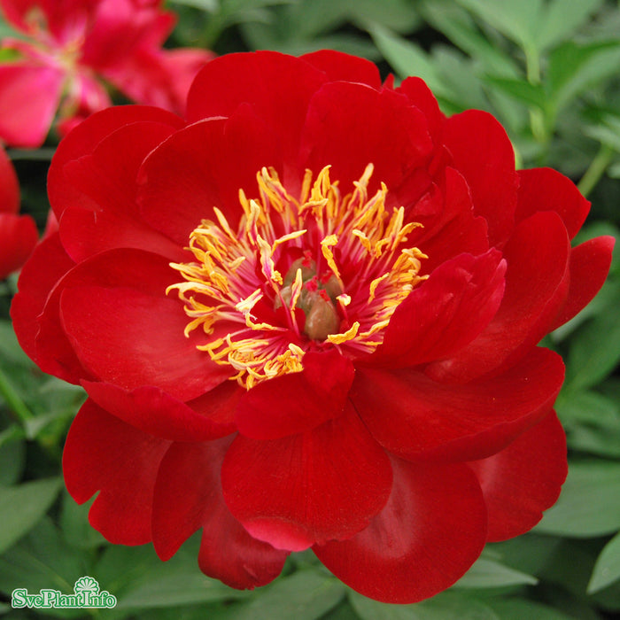 Paeonia 'Buckeye Belle' A-kval C2
