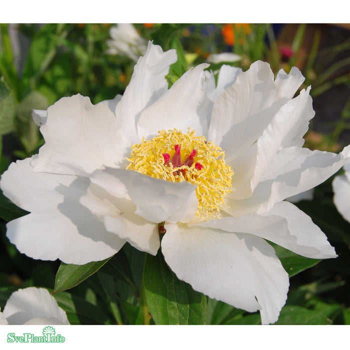 Paeonia lactiflora 'White Wings' A-kval C2