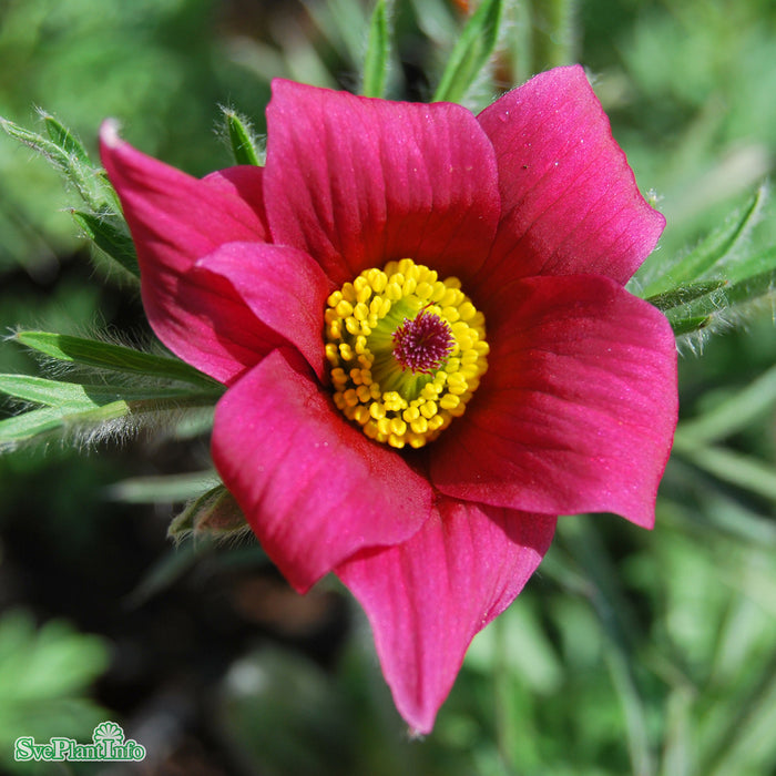Pulsatilla vulgaris 'Röde Klokke' A-kval