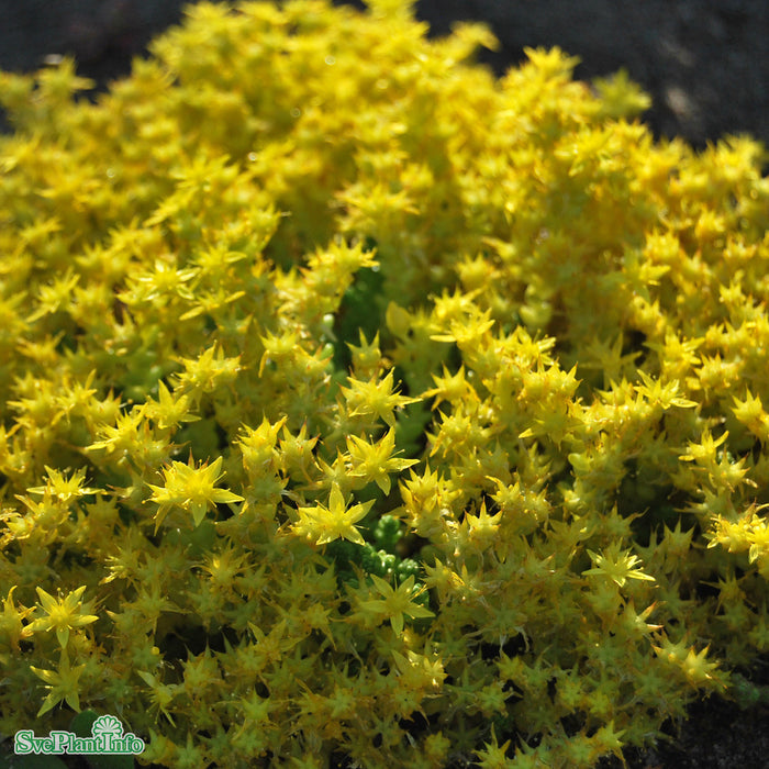 Sedum acre 'Yellow Queen' A-kval