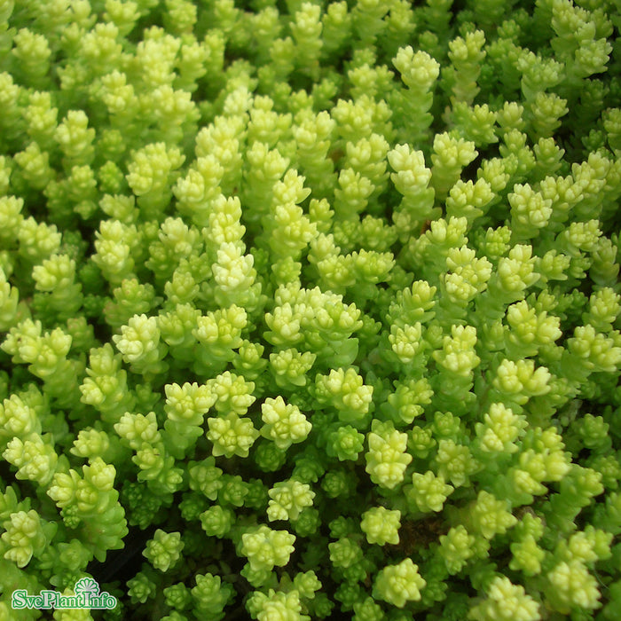 Sedum acre 'Yellow Queen' A-kval