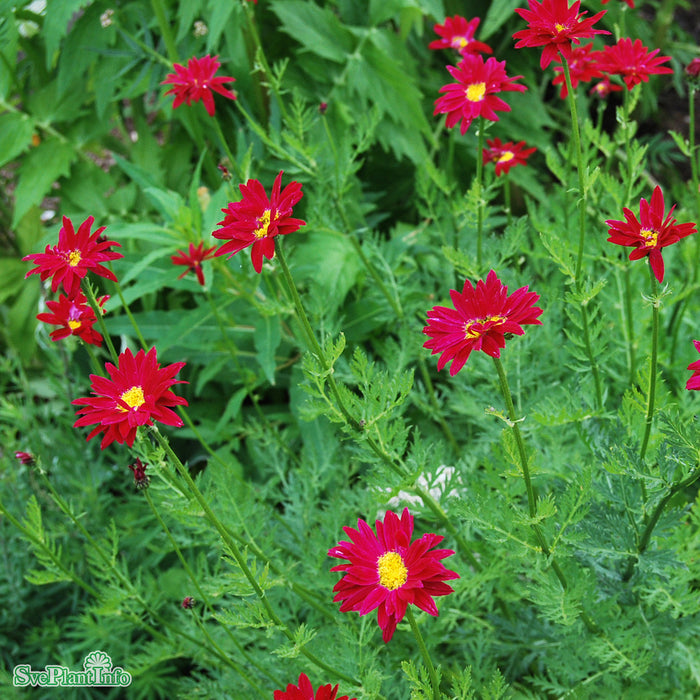 Tanacetum coccineum 'Robinson's Red' A-kval