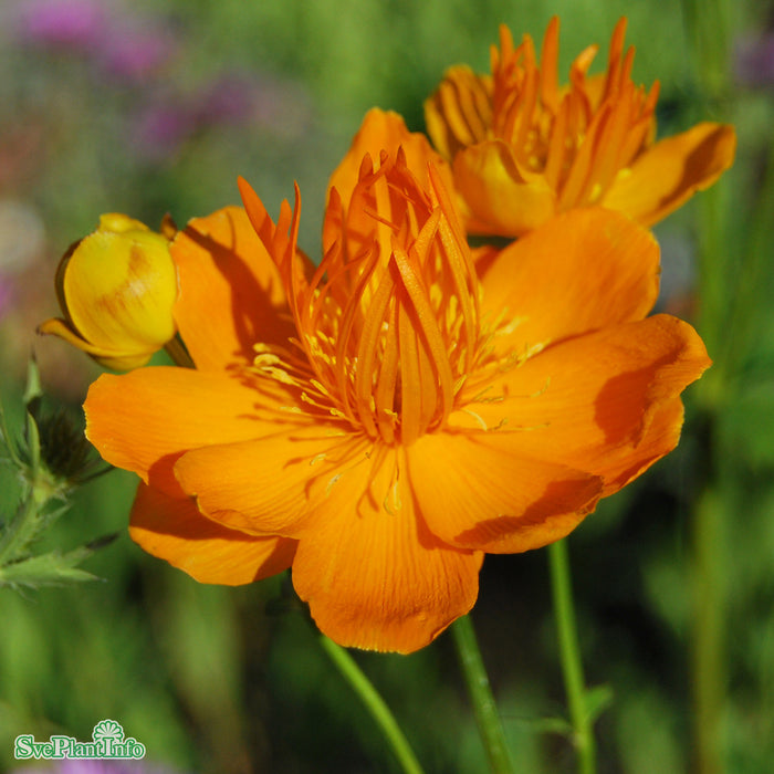 Trollius chinensis 'Golden Queen' A-kval