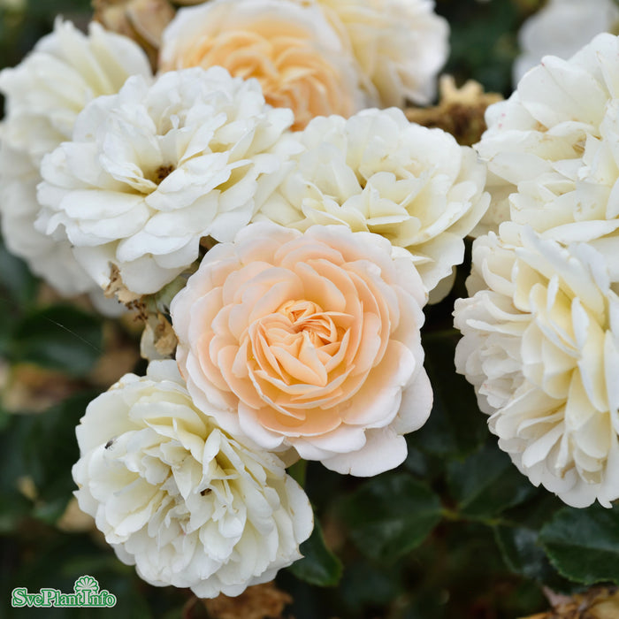 Rosa 'Crystal Palace' A kval C4