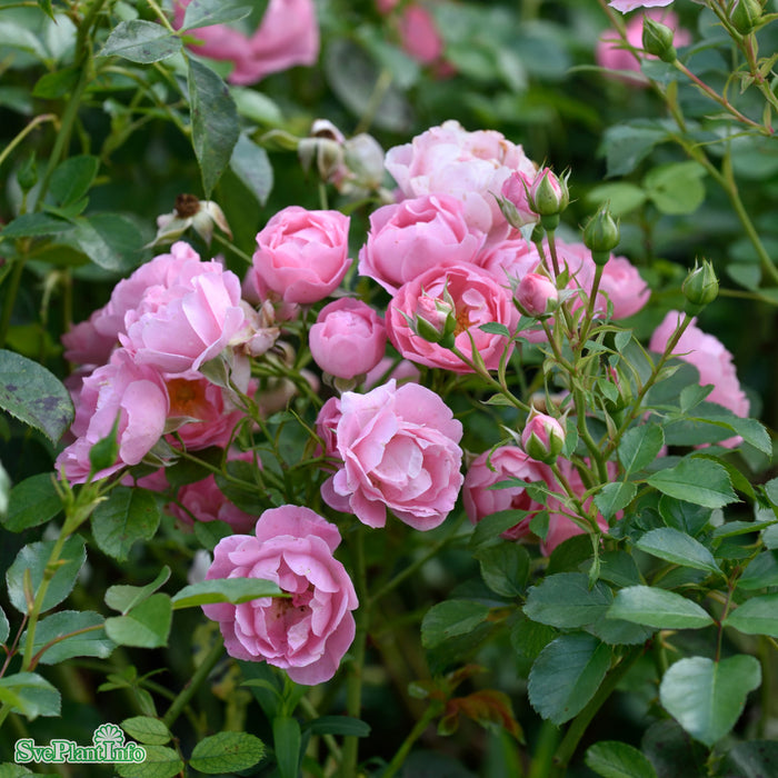 Rosa 'Sommerwind' A kval C4