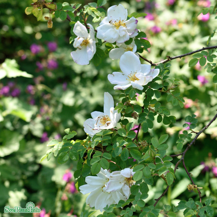 Rosa 'Nevada' A kval C4