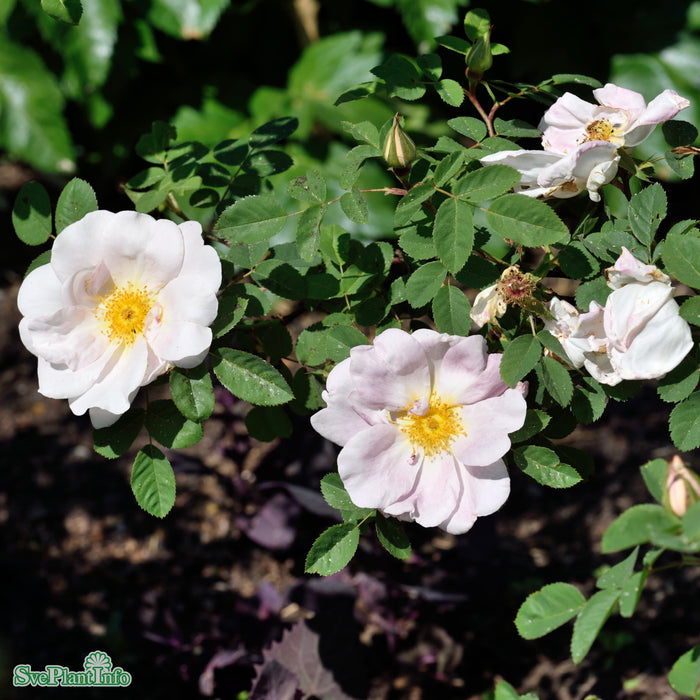 Rosa 'Nevada' A kval C4