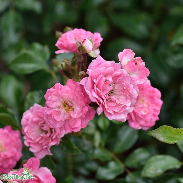 Rosa 'Pink The Fairy' A kval C4