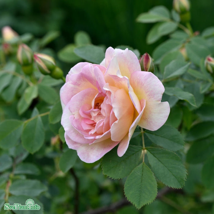 Rosa 'Frühlingsduft' A kval C4
