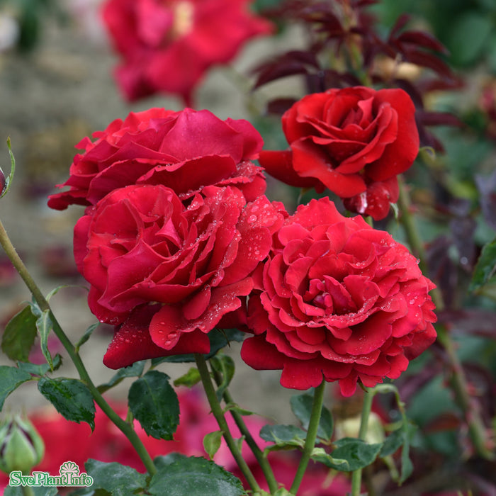 Rosa 'Leonora Christine' A kval C4