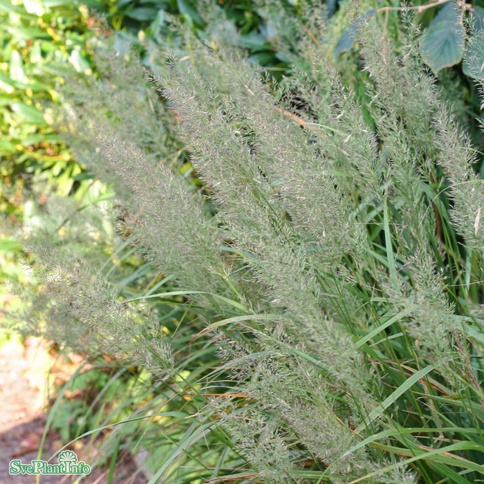Calamagrostis brachytricha A-kval