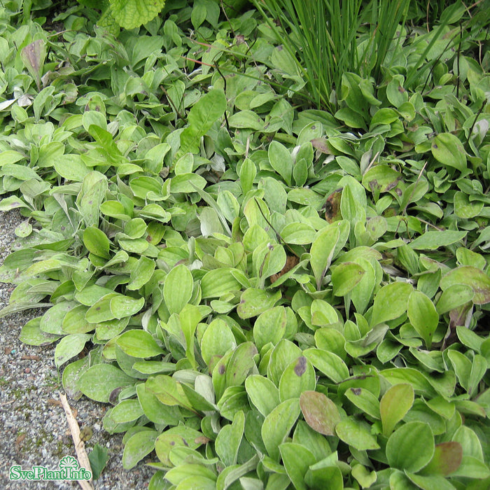 Antennaria plantaginifolia A-kval