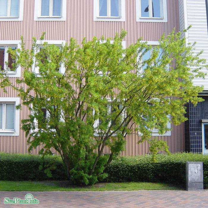 Caragana arborescens Busk C3,5