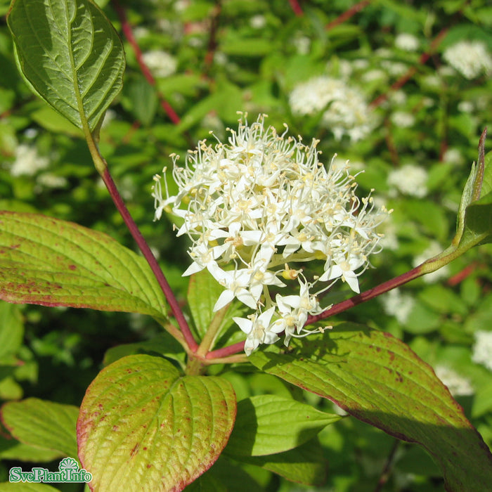 Cornus alba 'Sibirica' Solitär C12 80-100cm