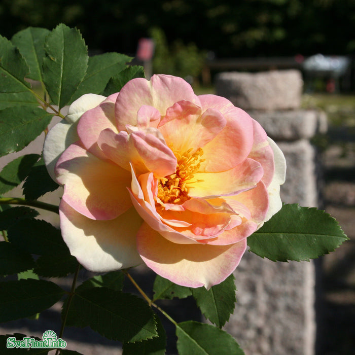 Rosa 'Frühlingsduft' A kval C4