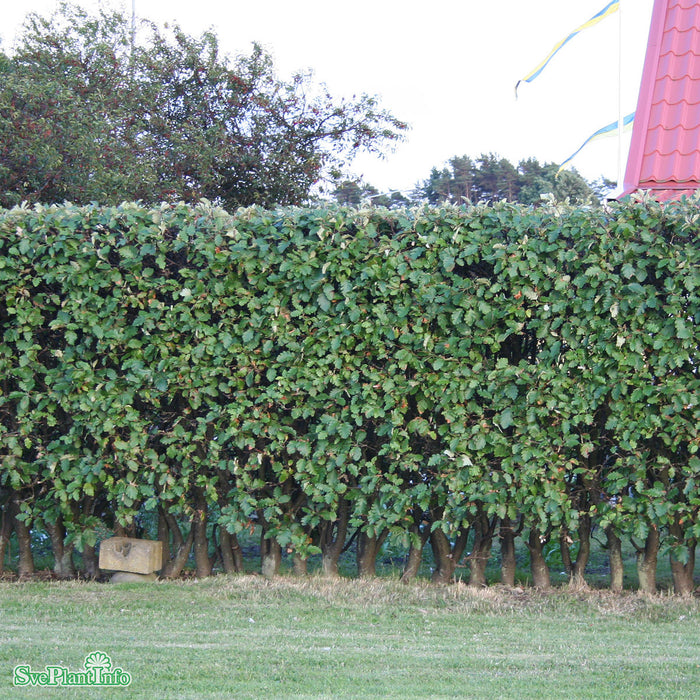 Sorbus intermedia E Ungträd 150-200cm Co