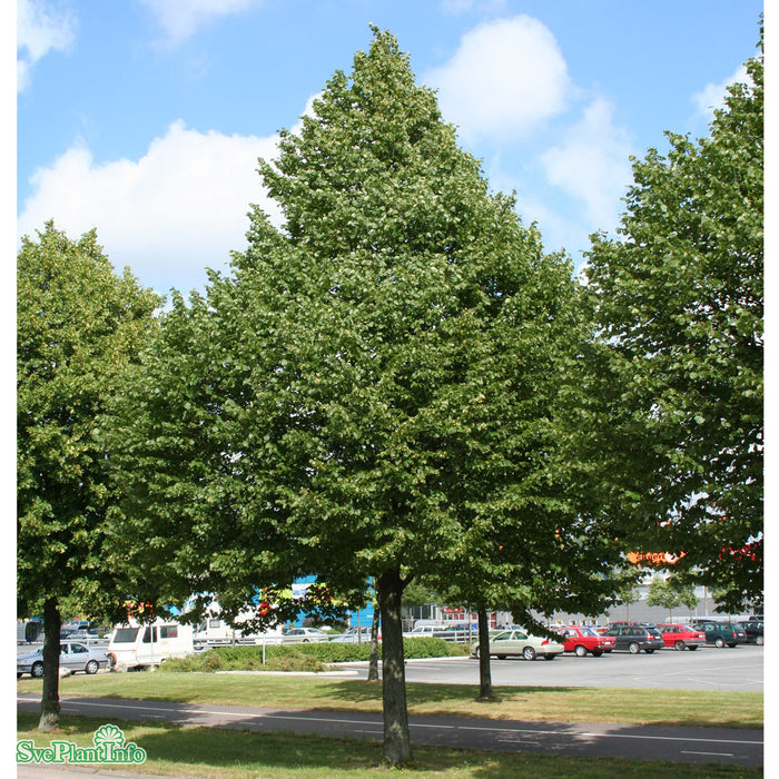 Tilia cordata 'Greenspire' Ungträd C10 150-175cm