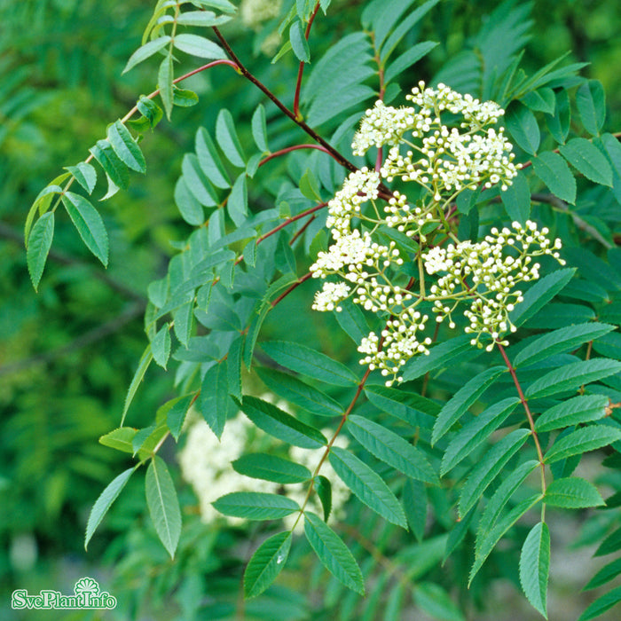 Sorbus 'Joseph Rock' Solitär Kl 150-200cm