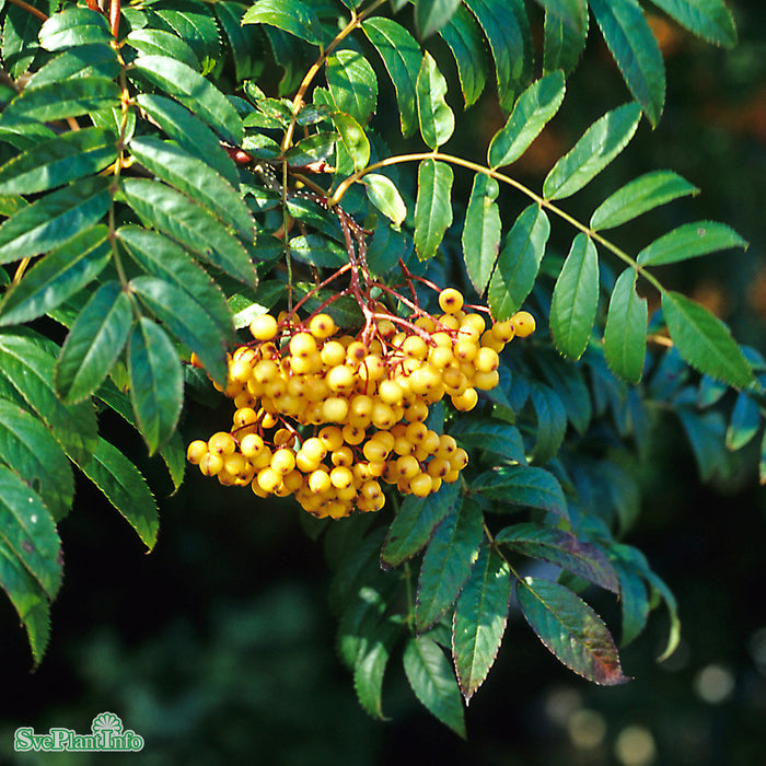 Sorbus 'Joseph Rock' Solitär Kl 150-200cm