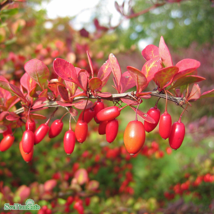 Berberis () Berberis