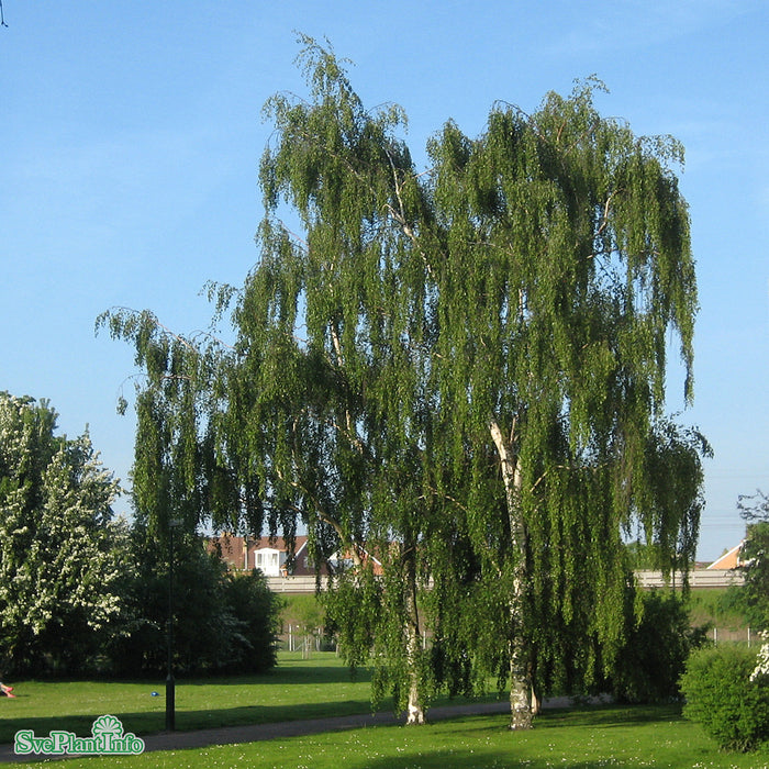Betula pendula 'Tristis' Ungträd  150-200cm Co