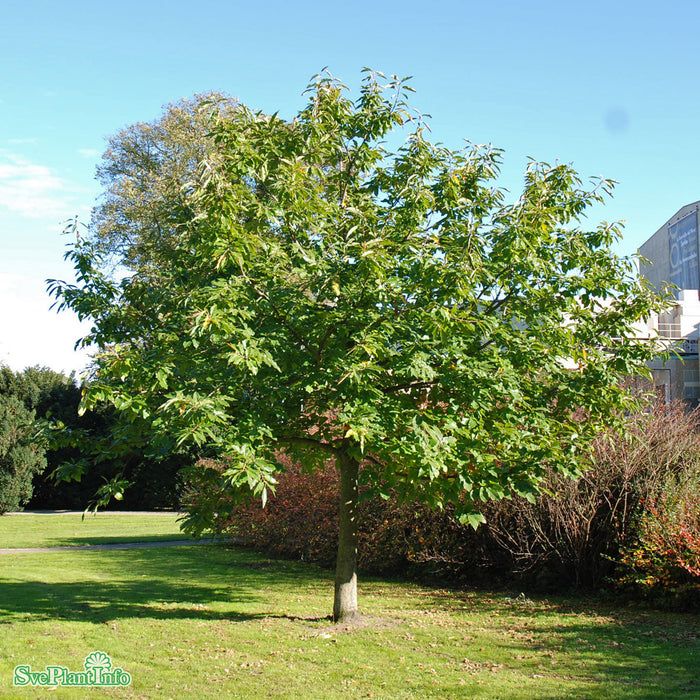 Castanea sativa Ungträd 150-200cm Co
