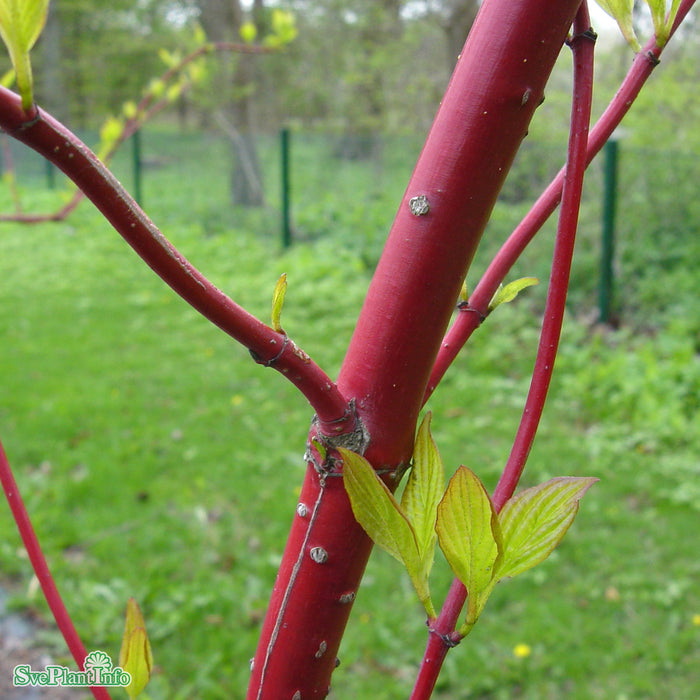 Cornus alba 'Sibirica' Solitär C12 80-100cm