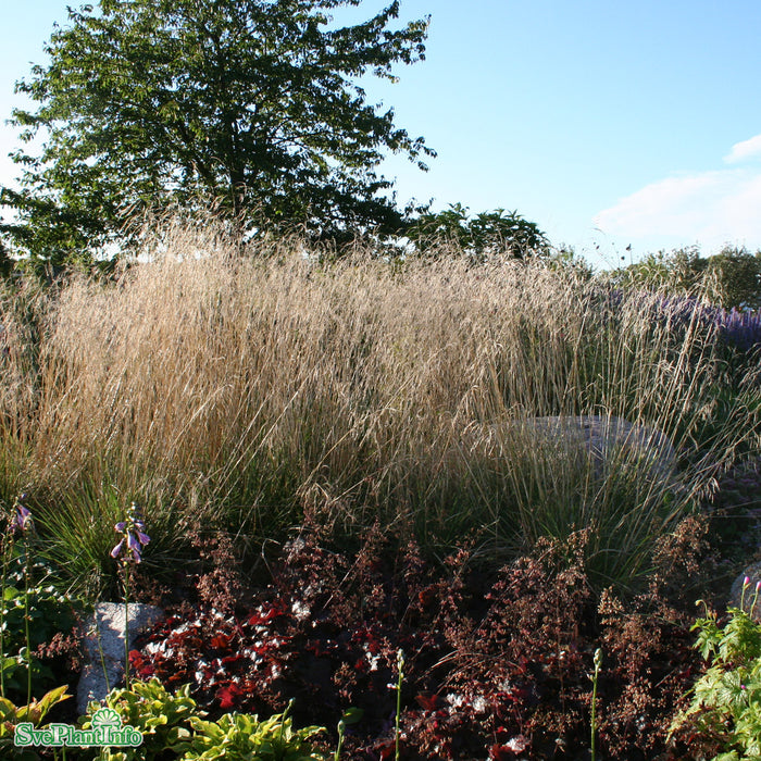 Deschampsia cespitosa 'Goldschleier' A-kval