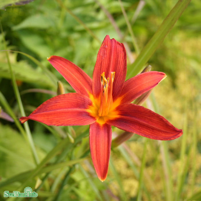 Hemerocallis 'Sammy Russell' A-kval