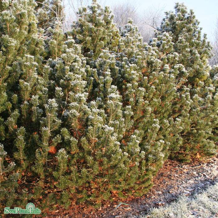 Pinus mugo pumilio C5 30-40cm