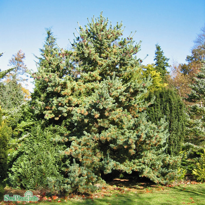 Pinus parviflora 'Glauca' Solitär Kl 125-150cm