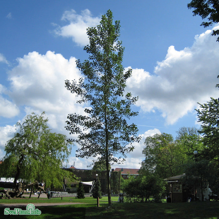 Populus trichocarpa 'Kiruna' E Ungträd 150-175 C10