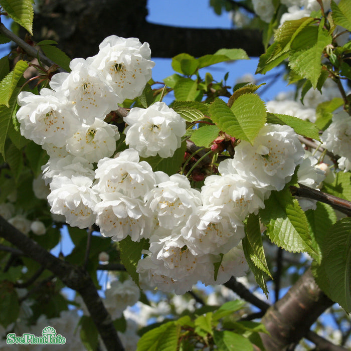 Prunus avium 'Plena' Högstam Kl So 12-14
